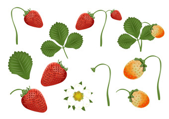 Constructor of an illustration made up of various elements. Strawberry, leaf, flower, unripe berry.