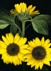 Girasoles