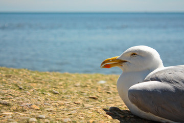 Seagull in Brighton, England, in a summer day.