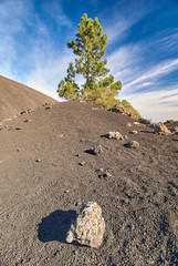 Paisaje volcánico con pino