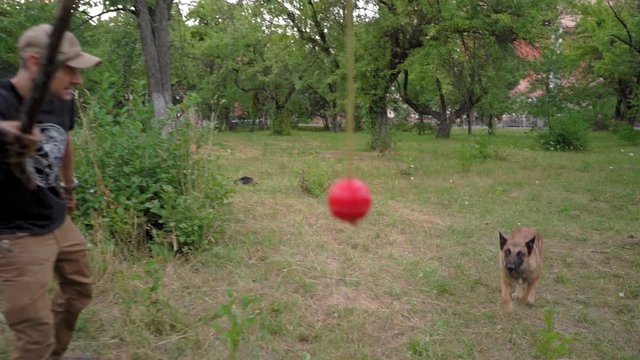 Dog Breed Belgian Malinois Attacks A Training Red Ball In A Slow Motion Video. Dog Plays With A Ball In The Park. Dog Training Concept Video