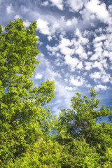 Obraz premium Green nature on a beautiful sunny day