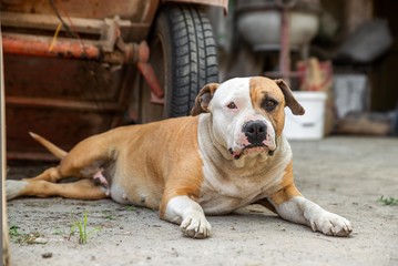 american staffordshire terrier dog