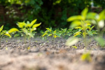 organic pepper plant seedlings in garden.