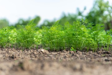 carrot vegetable seedlings in garden