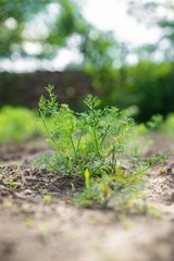 dill plant isolated in garden