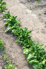 mangold vegetable seedlings in garden.