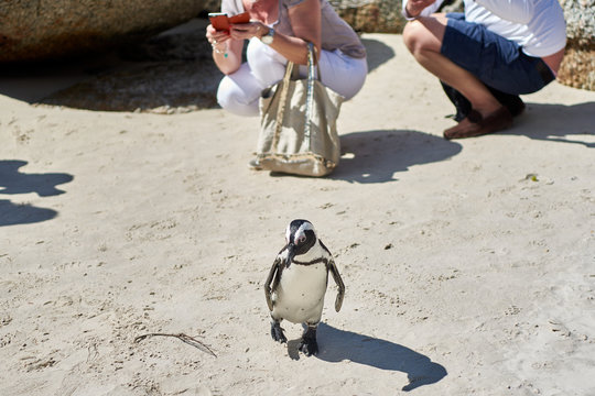 African Penguin being photographed by tourists