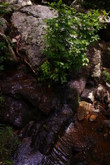 small waterfall in the forest