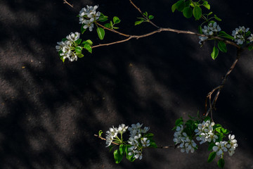 apple tree branch