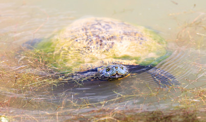 Wild aquatic turtles