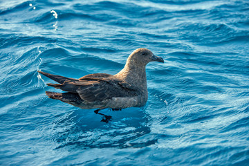 South Polar Skua photographed in the Atlantic Ocean, in front of Vitoria, Espirito Santo. Southeast of Brazil. Picture made in 2018.