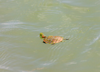 Wild aquatic turtles