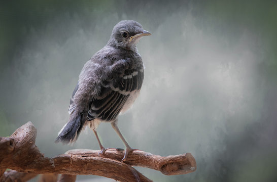 Baby mockingbird sitting on a branch