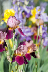 blooming irises on a spring May day
