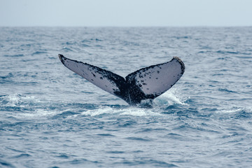 Fototapeta premium Humpback Whale photographed in Vitoria, Capital of Espirito Santo. Southeast of Brazil. Atlantic Ocean. Picture made in 2019.