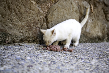 Fototapeta na wymiar Abandoned street cats