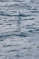 Atlantic flyingfish photographed in Vitoria, Capital of Espirito Santo. Southeast of Brazil. Atlantic Ocean. Picture made in 2019.