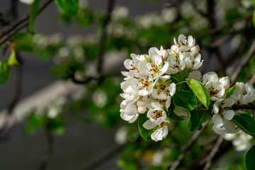 tree blossom