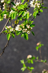 apple tree branch with buds