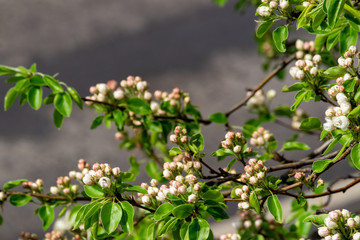 apple tree branch with buds