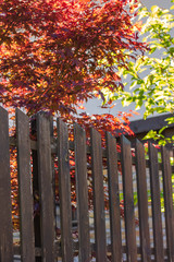 Blooming red and green leaves and flowers over a wooden fence. Ornamental shrub in the spring
