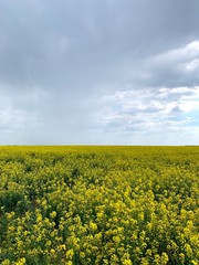 Obraz premium yellow rapeseed field park trees travel sky nature autumn spring flowers