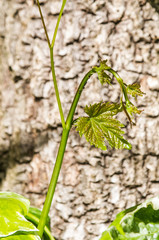 Detail of a young vine leaf.