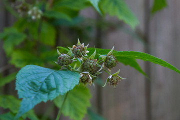 Green little raspberries starting to sprout from the plant during early spring.