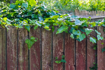 Naklejka na ściany i meble Green ivy on an old wooden garden fence.