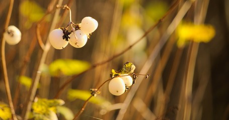 Leśne owoce © Piotr