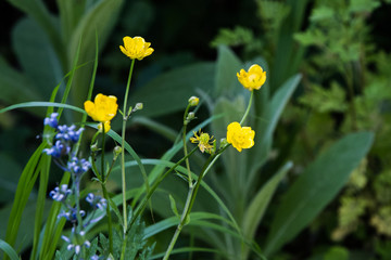 Detail of yellow buttercups in a wild flower garden.