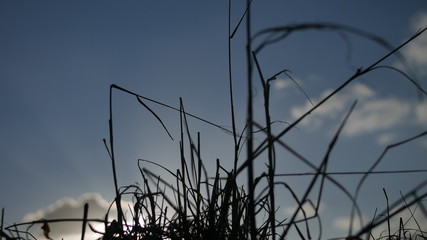 牧草のシルエット © hoshi