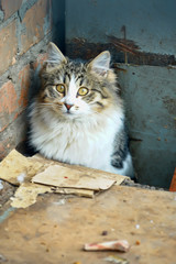 cat on the street