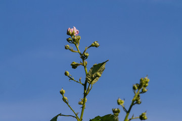 Pink blackberry flower against the blue sky on a sunny spring day. 