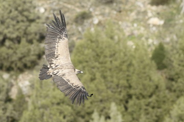 Buitre leonado (Gyps fulvus ) en España