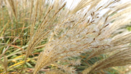 dry grass in the wind close up