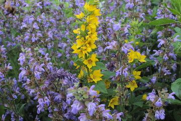 Obraz premium Blue and yellow flowers grow in the summer flowerbed.
