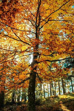 Low Angle View Of Trees During Autumn © rafael granados/EyeEm