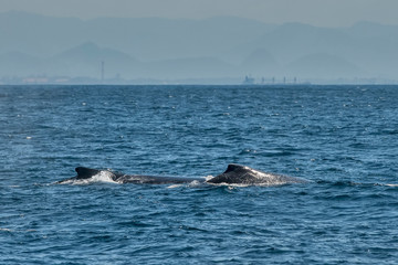 Fototapeta premium Humpback Whale photographed in Vitoria, Capital of Espirito Santo. Southeast of Brazil. Atlantic Ocean. Picture made in 2019.