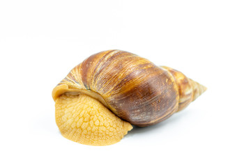 Funny Achatina snail hid in its shell on a white background.
