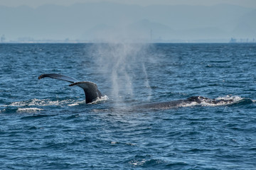 Obraz premium Humpback Whale photographed in Vitoria, Capital of Espirito Santo. Southeast of Brazil. Atlantic Ocean. Picture made in 2019.