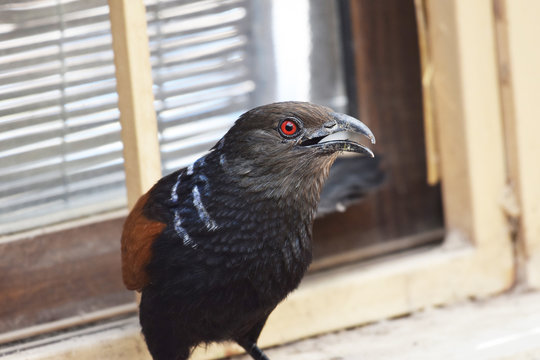 Full view of Greater Coucal coccal or Cuckoo or Crow pheasant, Centropus sinensis sitting flying in house in India on window