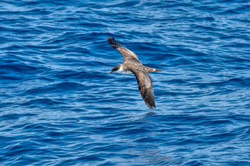 Great Shearwater photographed in Vitoria, Capital of Espirito Santo. Southeast of Brazil. Atlantic Ocean. Picture made in 2019.