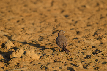 Rufous tailed lark finch lark walking on ground in muddy soily ground in desert of Nakhatrana, Bhuj Kutch Gujarat India in monochromatic compositions, Dull brown color of both Bird and ground