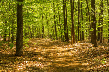Curving path through the woods in springtime
