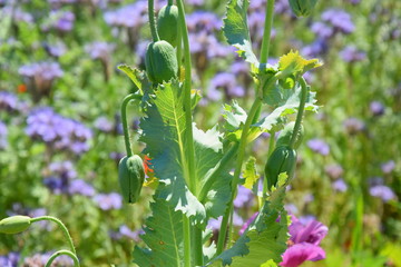 Papaver Somniferum L Poppy Bud Agriculture Field