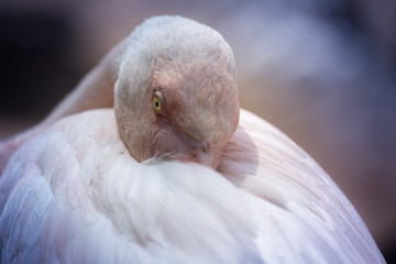 Fototapeta premium Phoenicopterus roseus - Pink Flamingo resting, head detail, beak hidden under pink feathers. Beautiful bokeh