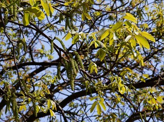 walnut tree with flowers and growing floliage at spring