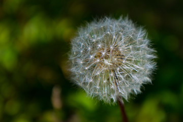 dandelion on green background